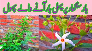 harsingar first flowering in my gardenthe perfume flowerparijatjasmine plantFakhraShahid603 [upl. by Ardnued259]