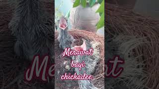 merawat bayi pinniped music birds snake [upl. by Schecter]