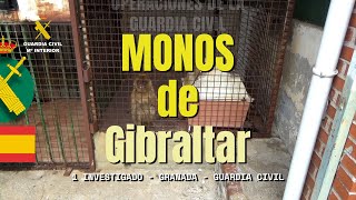 La Guardia Civil halla dos monos de Gibraltar encerrados en el patio de una vivienda de Granada [upl. by Netloc611]