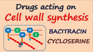 Drugs acting on Cell wall synthesis [upl. by Mireille]