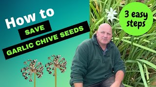 How to collect garlic chive seeds  3 easy steps [upl. by Kelbee955]