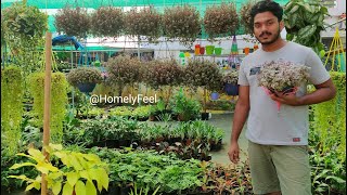 Callisia RepensBolivian Jew Hanging Plant Care and Propagation in Malayalam  Homely Feel  Diyab [upl. by Norene687]