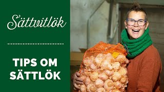 Vitlök  tips om sättlök [upl. by Gough]