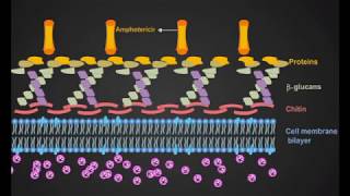 Amphotericin B animation [upl. by Yremrej]