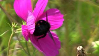 ABEILLE Charpentière  Xylocopa violacea  Eté la Fin  BRUITX [upl. by Ahseek]