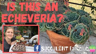 Echeveria Succulents Identification and Care [upl. by Eahsed204]