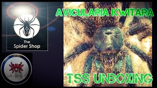 avicularia kwitara unboxing and more from THE SPIDER SHOP [upl. by Melquist613]