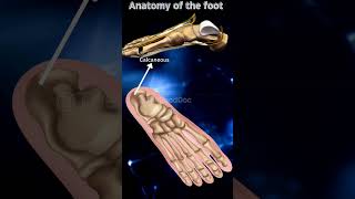 tarsals bones metatarsals phalanges feet foot medical doctor mbbs bhms bams anatomy [upl. by Chud103]