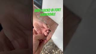 Baby Gecko in Fort Lauderdale 🦎gecko reptiles [upl. by Aisercal]