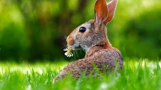 Everything You Need to Know About Rabbits Fun Facts amp Care Tips [upl. by Helyn759]