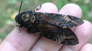 SQUEAKY Deathshead Hawkmoths Acherontia atropos SOUND [upl. by Goode]