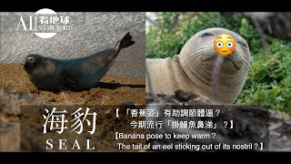 【Seal Banana pose to keep warm？Tail of eel sticking out of its nostril？】 [upl. by Efram]