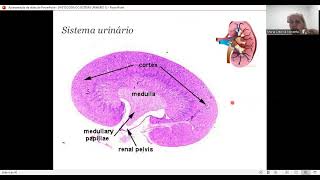 HISTOLOGIA DO SISTEMA URINÁRIO [upl. by Salman]