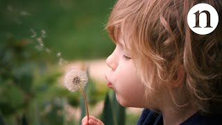 The secret physics of dandelion seeds [upl. by Claybourne]