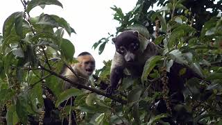 The White Nosed Coati [upl. by Damales]