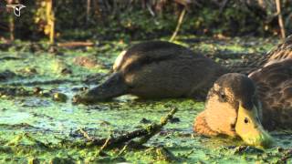 A couple of Mallards quotdabblequot and feed on aquatic vegetation [upl. by Tamra31]