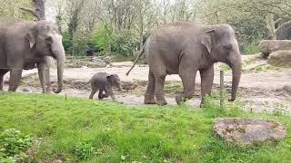 PASGEBOREN OLIFANTJE voor het eerst naar buiten in Diergaarde Blijdorp Rotterdam [upl. by Camp767]