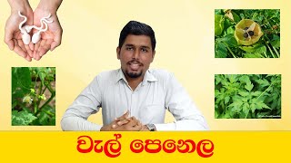 වැල් පෙනෙල [upl. by Adroj]