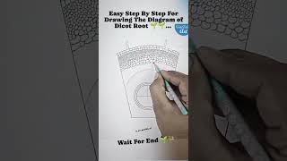 Easy step by step for drawing the diagram of dicot root  👍 [upl. by Enialb]