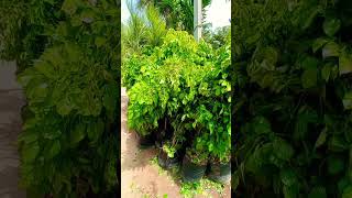 radermachera Plant price wholesale 6395718803 location Gajraula radermachera Plant plants [upl. by Strenta]