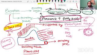 PHYLUM PLATYHELMINTHES [upl. by Mead]