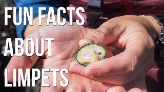 Fun Facts about Limpets [upl. by Hcire619]