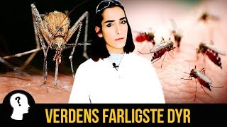 VERDENS FARLIGSTE DYR [upl. by Jobie]