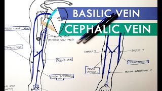 Superficial Veins of Upper Limb  Basilic amp Cephalic veins  Anatomy Tutorial [upl. by Orbadiah]