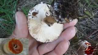 Chlorophyllum brunneum Australia Shaggy Parasol [upl. by Hardwick]