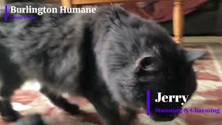 Burlington Humanes Featured Pet Jerry Stunning amp Charming [upl. by Yelac]