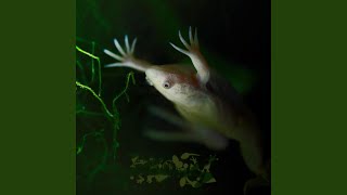 Myelopoiesis Of The Xenopus laevis [upl. by Einahc]