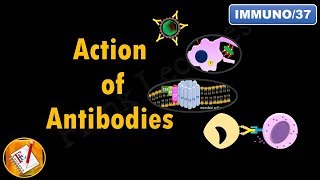 Action of Antibodies Neutralization Opsonization Complement Activation and ADCC FLImmuno37 [upl. by Robinson]