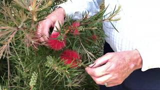 In the Garden with Dave Bottlebrush [upl. by Jacky]