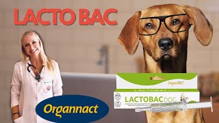 Lactobac Dog  Doutora Bruna Vet  Veterinária [upl. by Meekar]