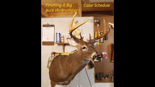 Whitetail Shoulder Mount How to Finish with the Airbrush for Beginners taxidermy [upl. by Aneloc]