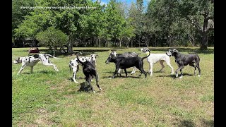 7 Funny Great Danes Friends amp Family Play Date Meet amp Greet [upl. by Nariko960]