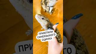 Ящер обрел новый дом 💙 tiliqua bluetongue lizard необычныеживотные [upl. by Pritchard]