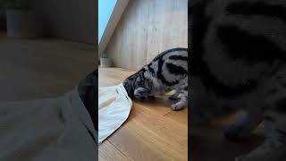 Is your cat getting bored shorts subcribe cat kitten fyp pets [upl. by Otsugua]