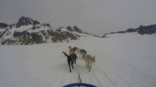 Dog Sledding in Skagway Alaska [upl. by Lavelle9]