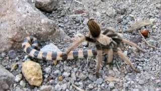 Tarantula captures snake on Siphon Draw Trail Arizona [upl. by Julieta]