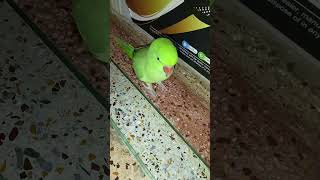 mithua parrot mrparrot funny parrotuncle cute talkingparrot parrottalking mytalkingparrot [upl. by Anesuza]