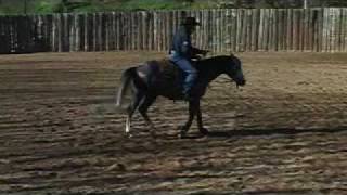 Horse Training Video by Ted Robinson wwwtedrobinsoncowhorsescom [upl. by Ramahs682]