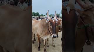 kundarapalli Friday market Krishnagiri district Biggest cow market [upl. by Romola622]