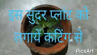 how to grow kalanchoe plant in kutting in hindi [upl. by Diego]