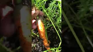 Scarlet Nantes Carrots  How to Harvest Carrots [upl. by Arinayed]