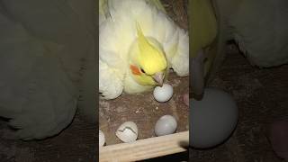 Cockatiel Birds 🦜 shortsfeed minivlog birdslover lovebirdsvlogs parrot parakeet [upl. by Sirhc]