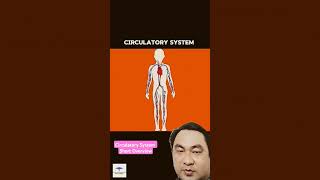 Circulatory System Short Overview shorts [upl. by Nois839]