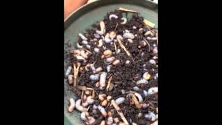 Controlling White Curl Grubs [upl. by Tjon]