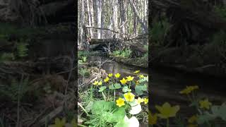 hoary puccoon creek [upl. by Hermine]