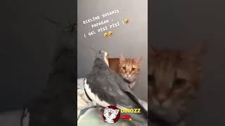 PAPAĞAN KEDİYİ KIŞKIRTIYO🤣 GEL PİSİ PİSİ🐱EĞLENCELİ KEDİ VİDEOLARI👇 [upl. by Farley]